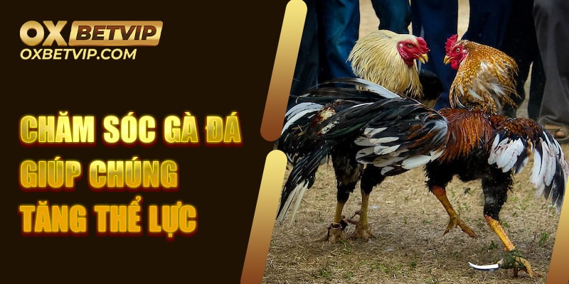 Chăm sóc gà đá giúp chúng tăng thể lực