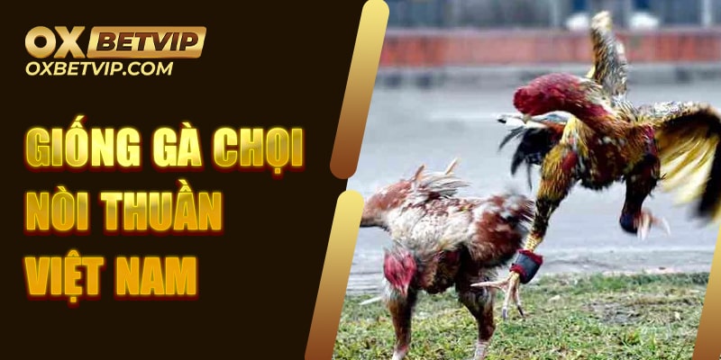 Giống gà chọi nòi thuần Việt Nam