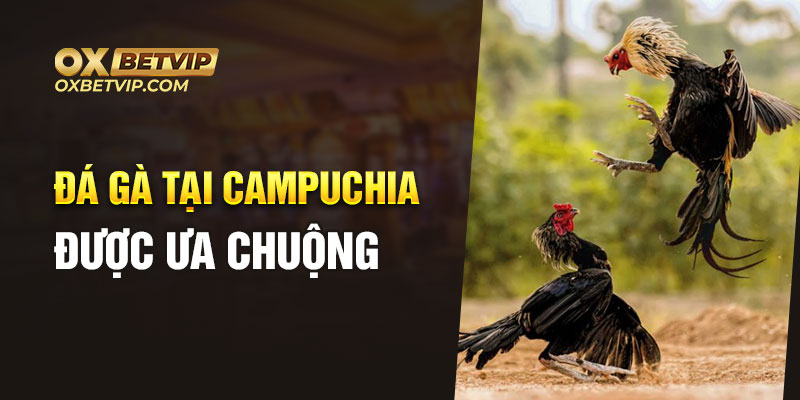 Đá gà tại Campuchia được ưa chuộng