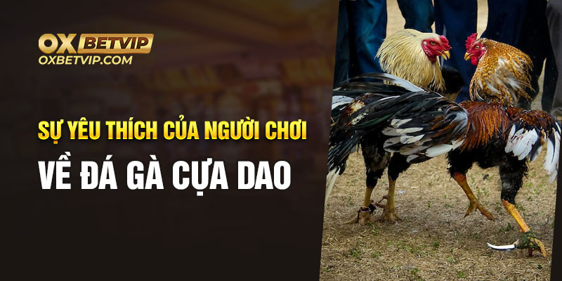 Sự yêu thích của người chơi về đá gà cựa dao