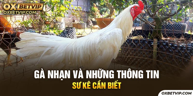 Gà Nhạn Mệnh Gì? Top 4 Màu Chân Gà Nhạn Đá Siêu Đỉnh