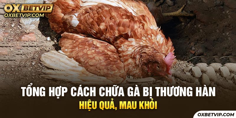 Tổng Hợp Cách Chữa Gà Bị Thương Hàn Hiệu Quả, Mau Khỏe