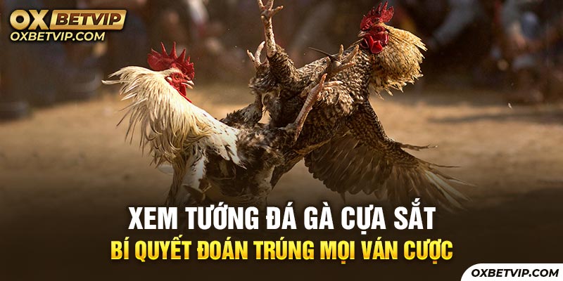 Xem Tướng Đá Gà Cựa Sắt - Bí Quyết Đoán Trúng Mọi Ván Cược